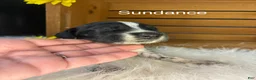 German Shorthaired Pointer dogs for sale: Sundance  - Ad 1