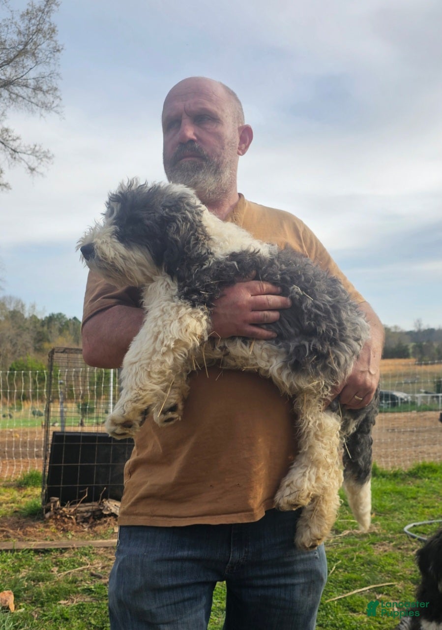 Bichpoo dogs Jackson - Ad 41