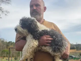 Bichpoo dogs Jackson - Ad 42