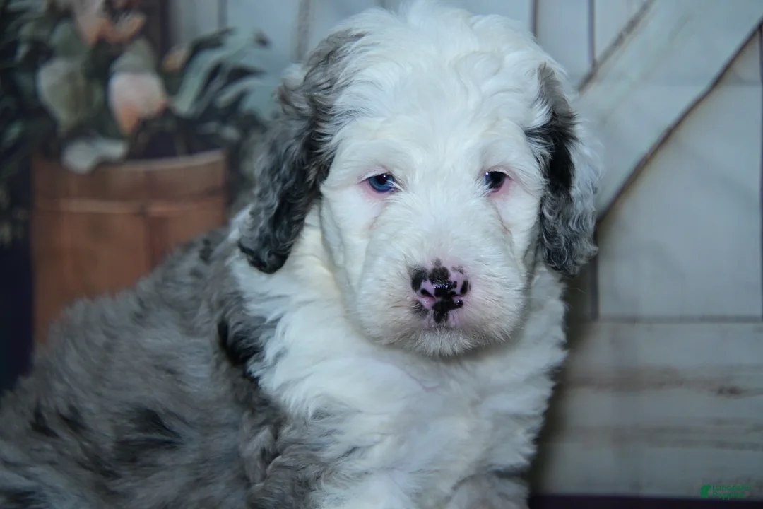 Sheepadoodle dogs for sale: Cody F1 - Ad 2
