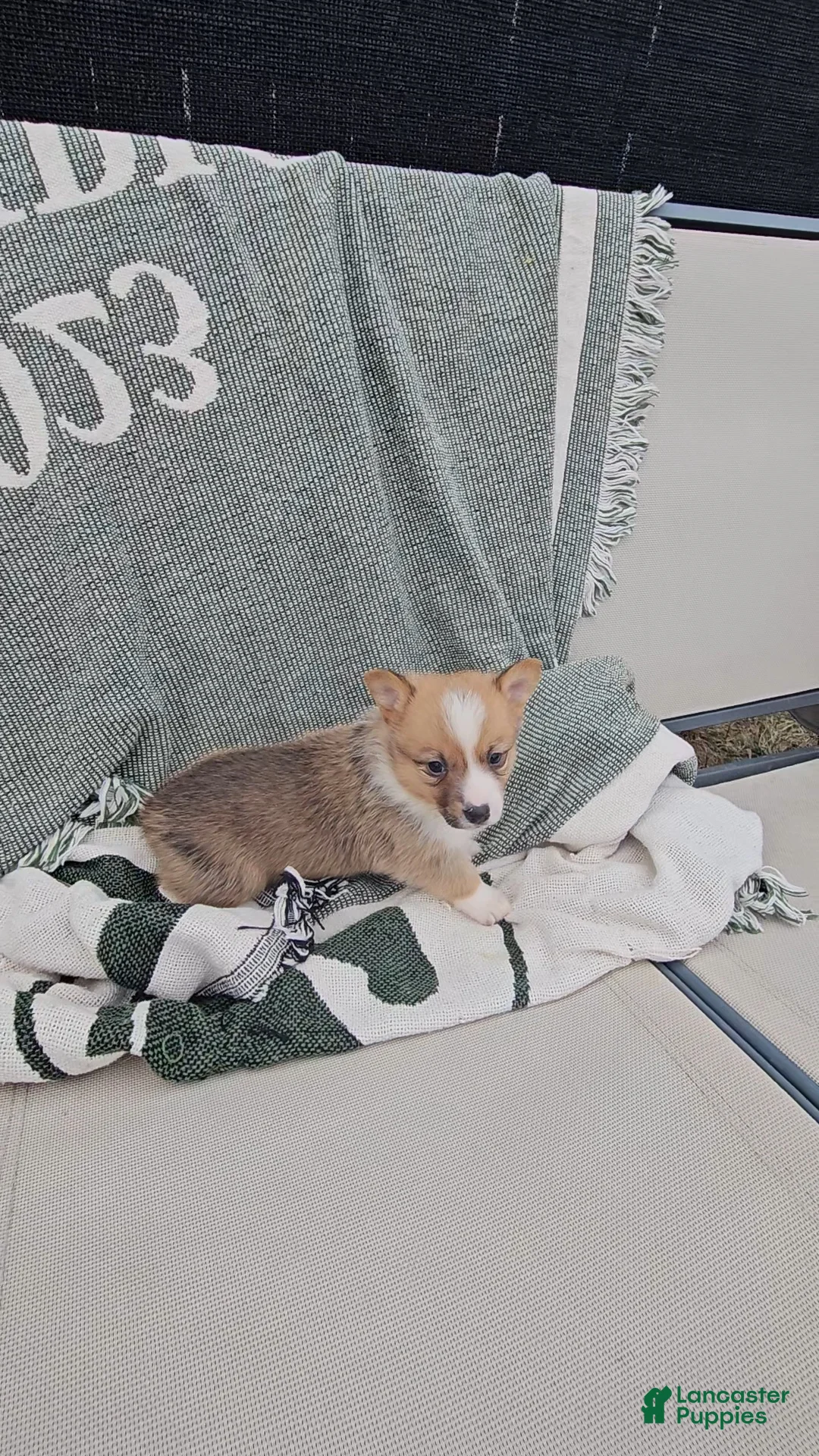 Mixed Breed dogs for sale: Reggie - Ad 6