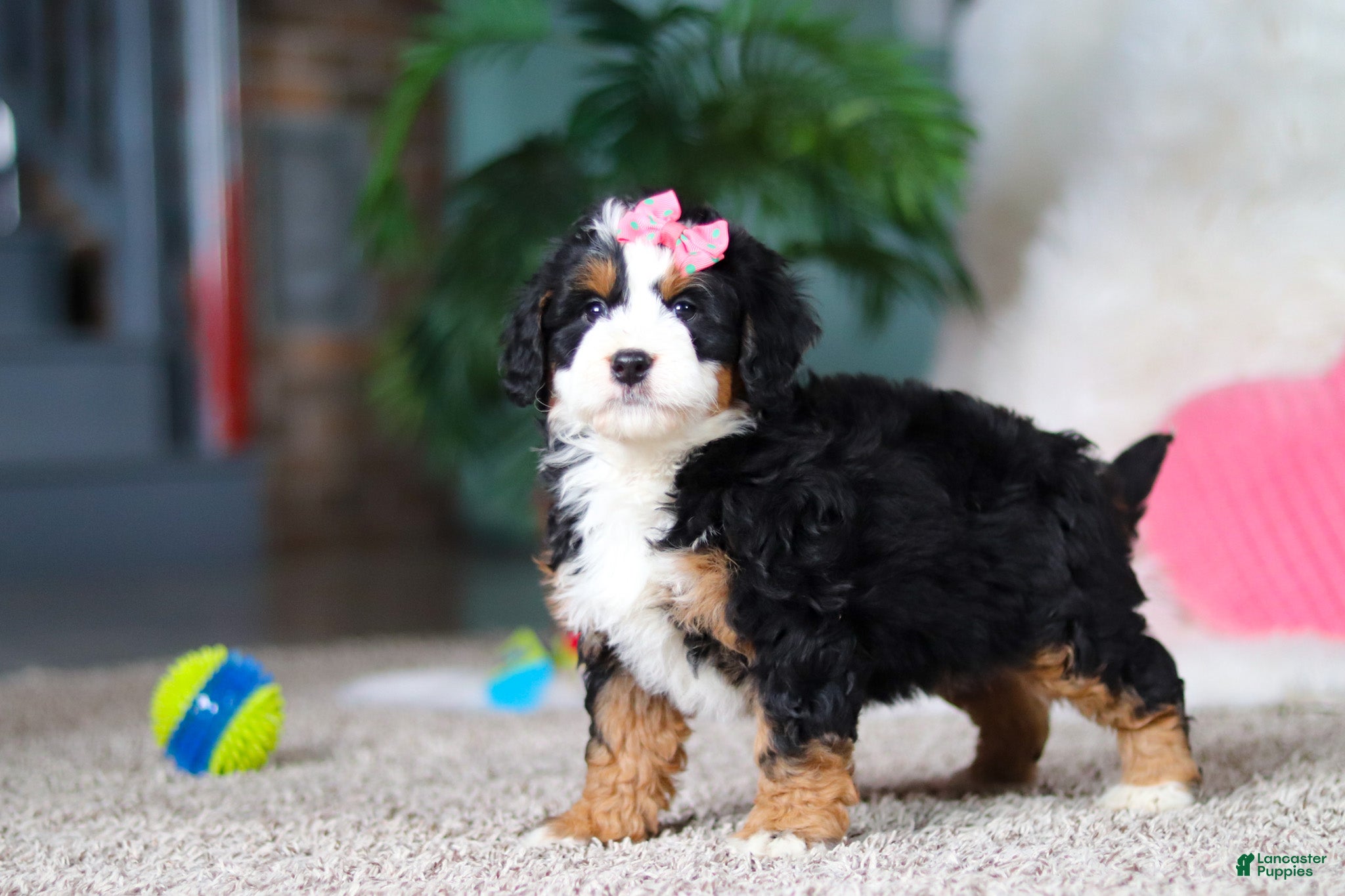 Mini Bernedoodle dogs Pearl - Ad 1