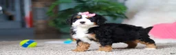 Mini Bernedoodle dogs for sale: Pearl - Ad 1