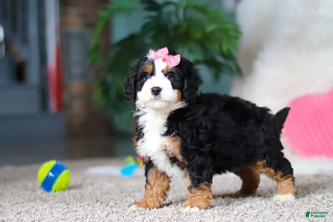 Mini Bernedoodle dogs for sale: Pearl - Ad 1