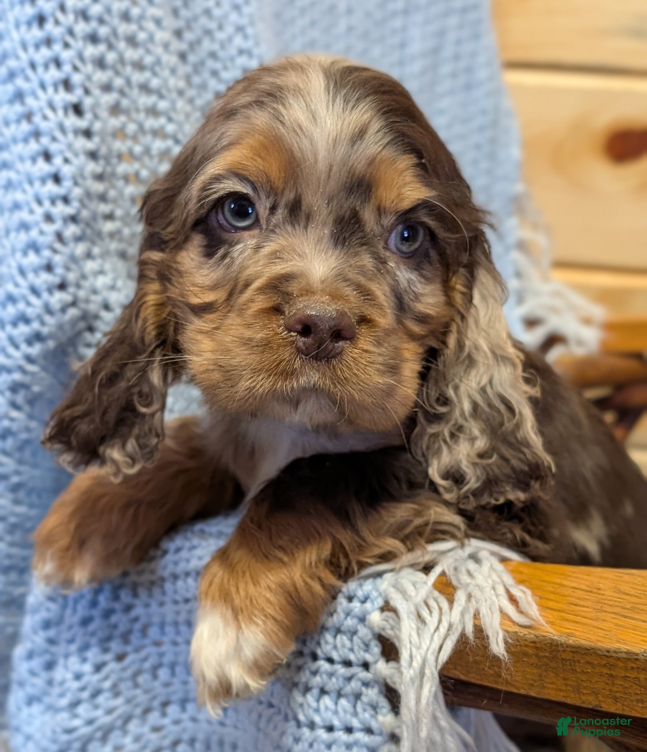 Cocker Spaniel dogs Whistle - Ad 39