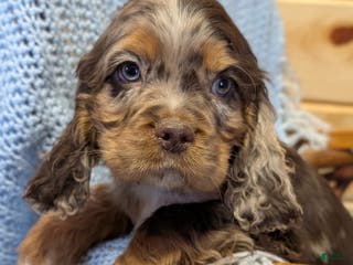 Cocker Spaniel dogs Whistle - Ad 35