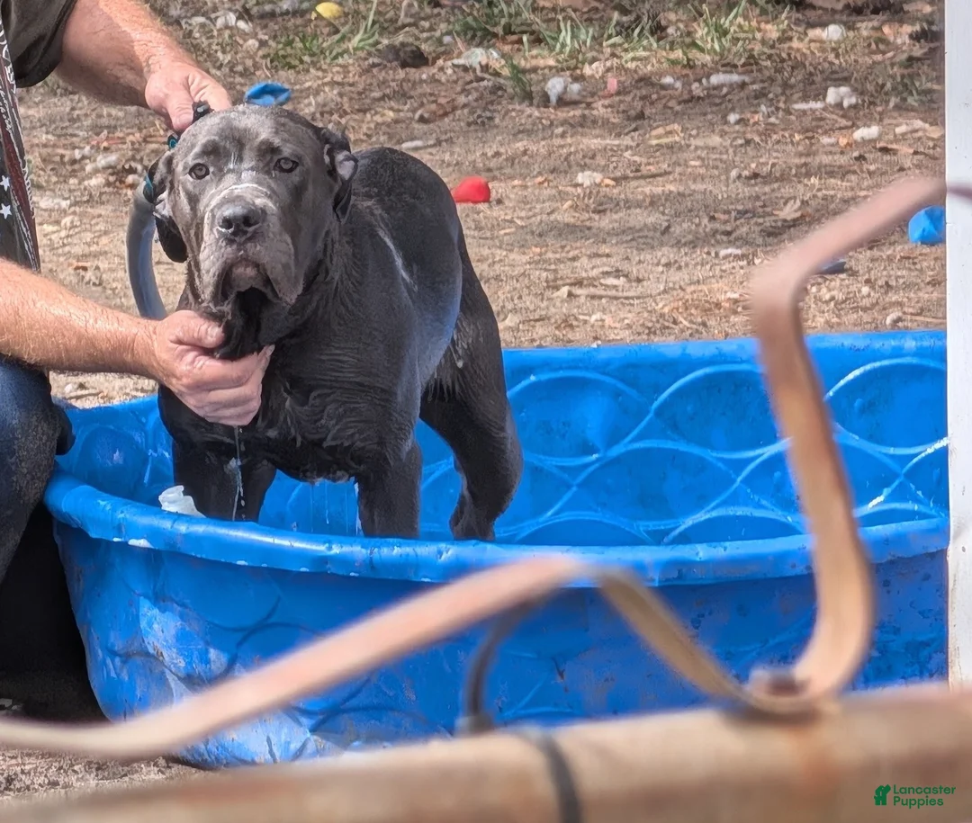 Cane Corso dogs for sale: Purple aka Violet  - Ad 2
