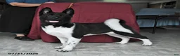 Akita dogs for sale: Sparkle - Ad 5