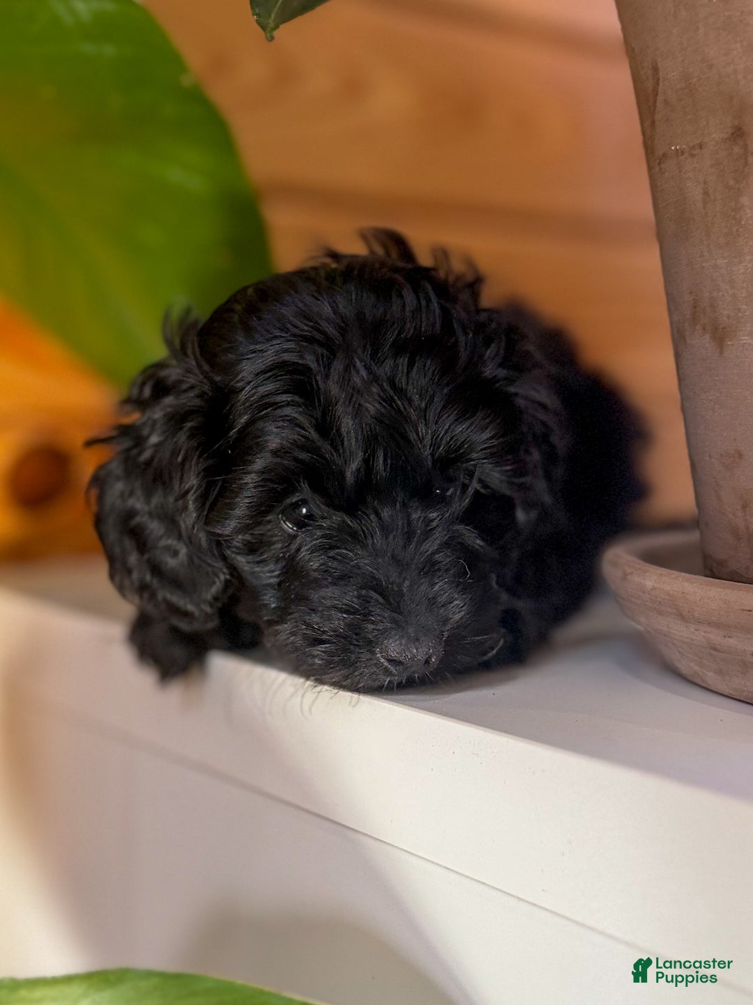Doxiepoo dogs for sale: Ida - Ad 5