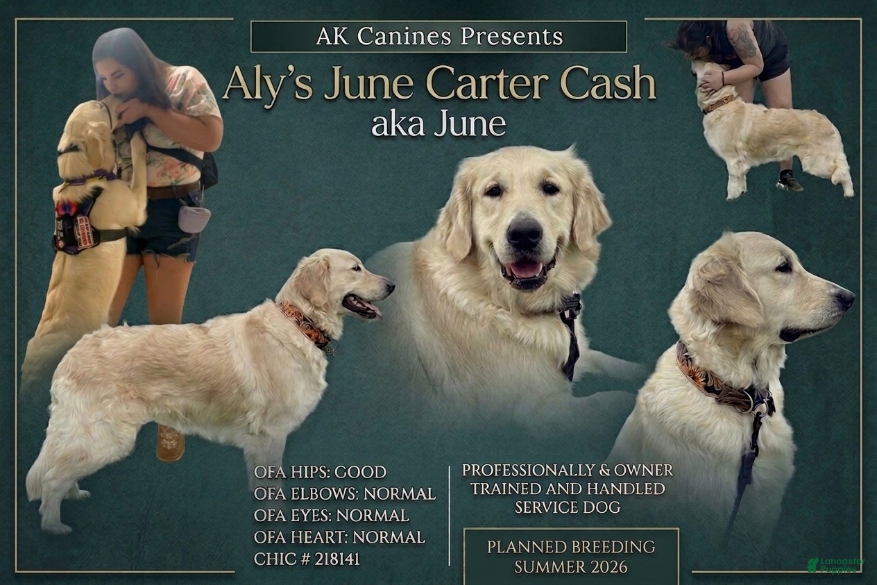 Golden Retriever dogs Blue Male - Ad 2