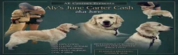 Golden Retriever dogs for sale: Blue Male - Ad 2