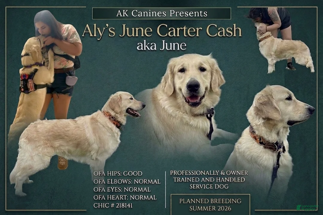 Golden Retriever dogs for sale: Blue Male - Ad 2