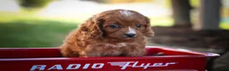 Cavapoo dogs for sale: Kristina   - Ad 4