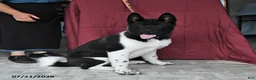 Akita dogs for sale: Sparkle - Ad 2