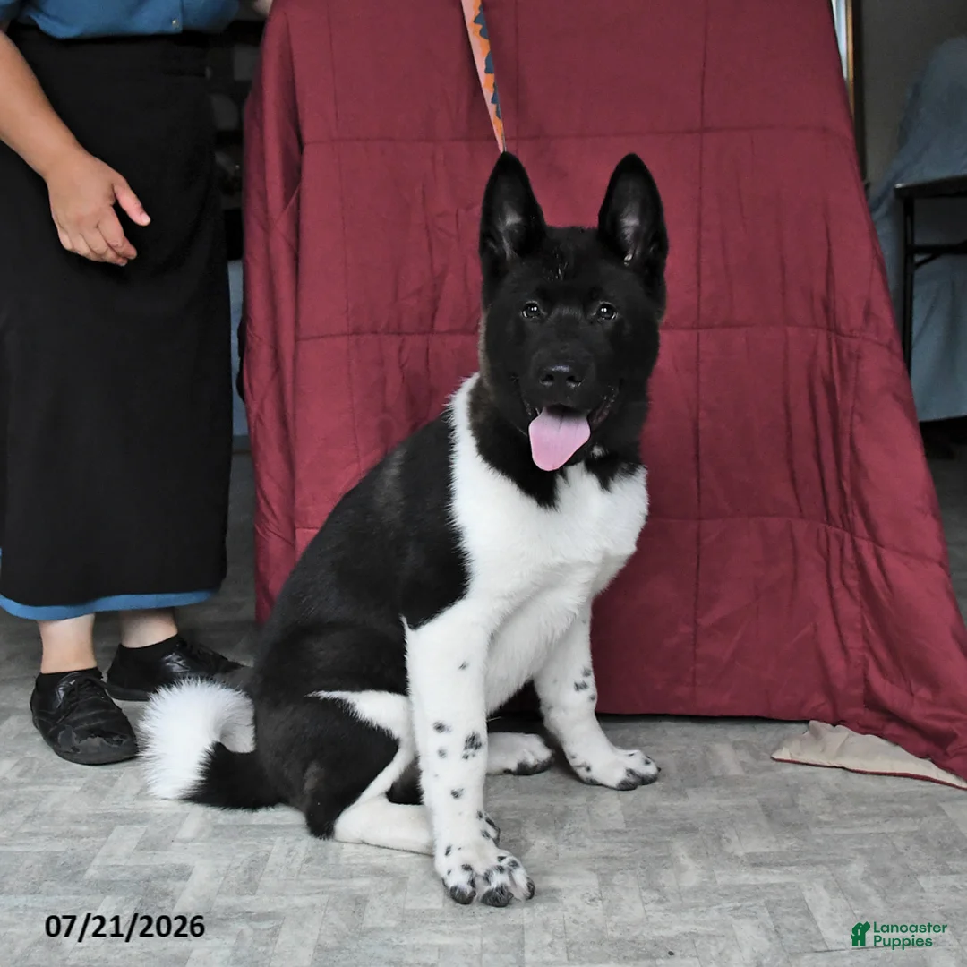 Akita dogs for sale: Sparkle - Ad 2