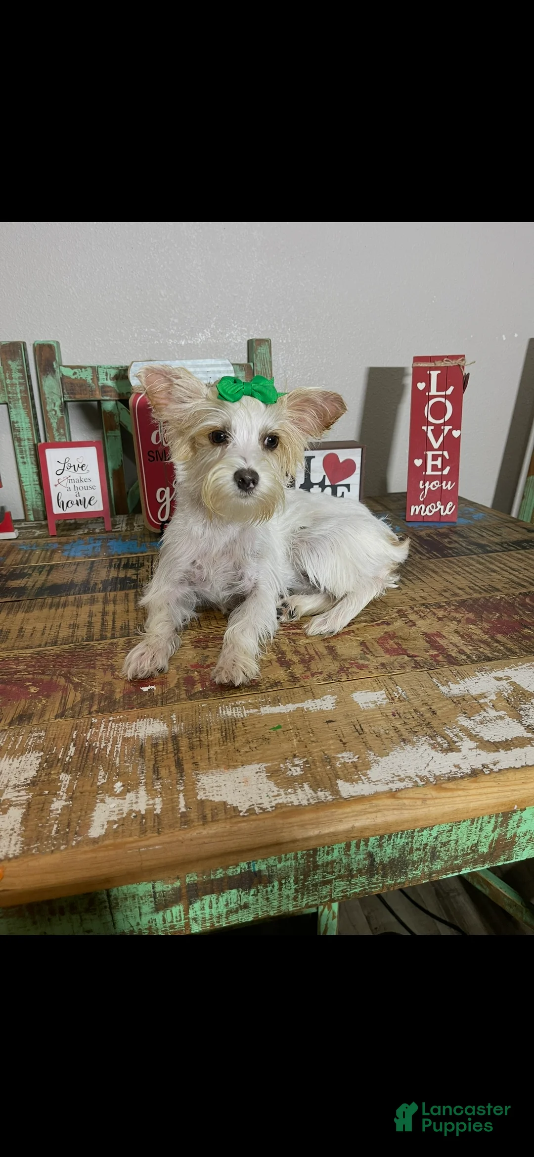 Yorkshire Terrier dogs for sale: Blonde Parti Tilly - Ad 11