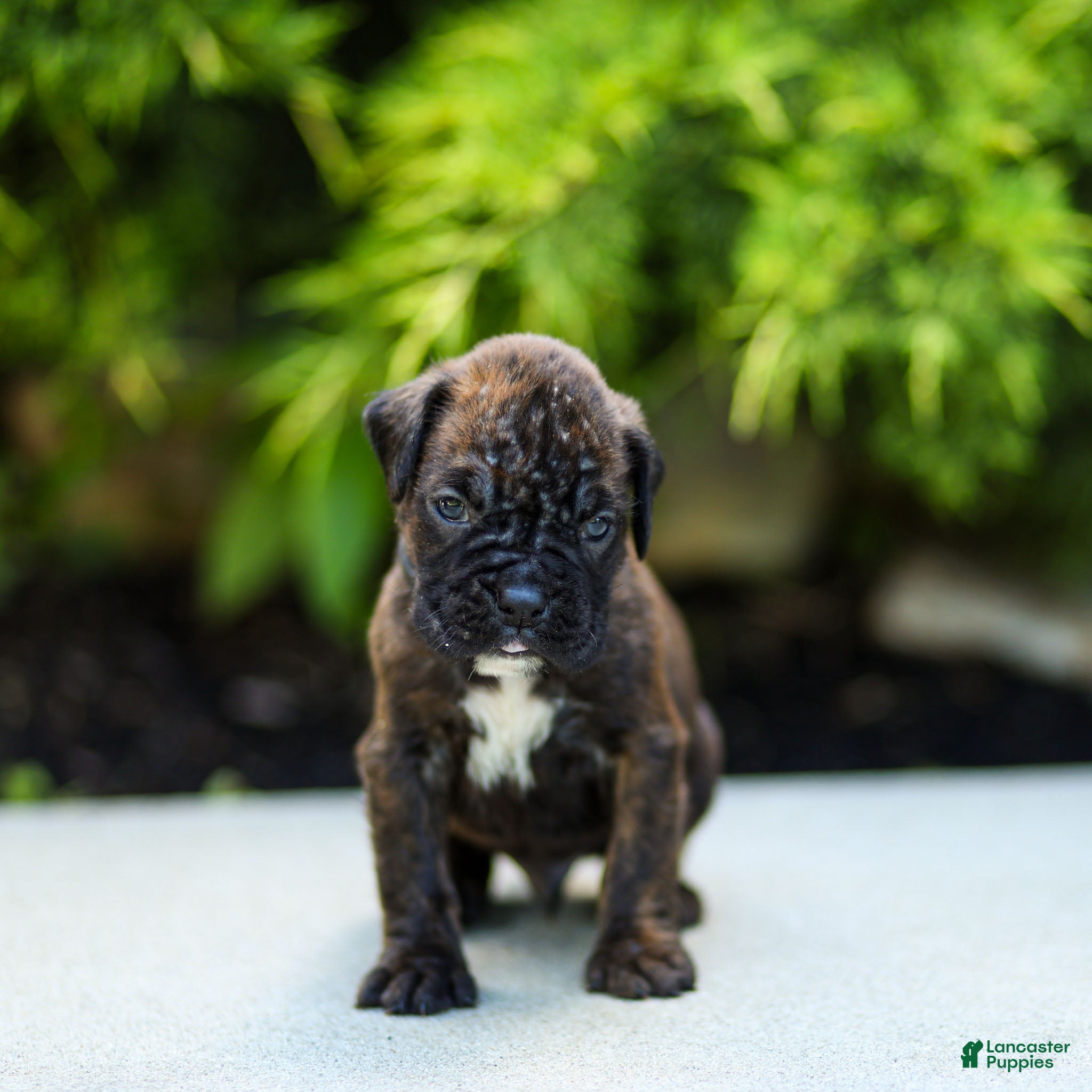 Boxer dogs Lenny Boxer Puppy  - Ad 1