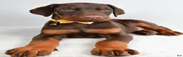 Doberman Pinscher dogs for sale: Hassan - Ad 4