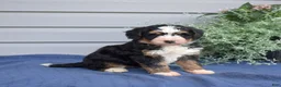 Mini Bernedoodle dogs for sale: Fern - Ad 5