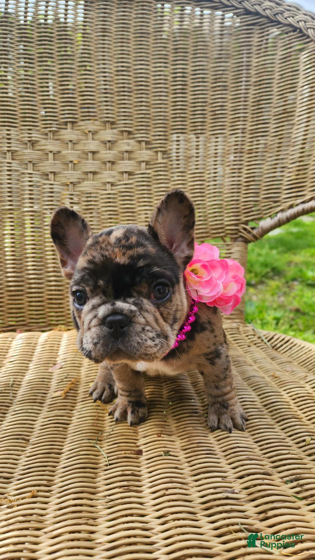 French Bulldog dogs for sale: French Bulldog Puppy 1 - Ad 2