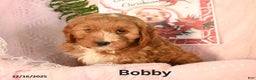 Cavapoo dogs for sale: Bobby - Ad 1
