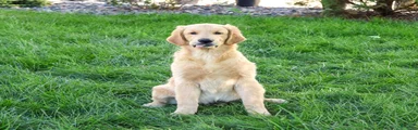 Georgie