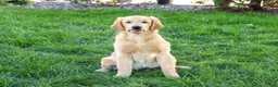 Golden Retriever dogs for sale: Georgie - Ad 1