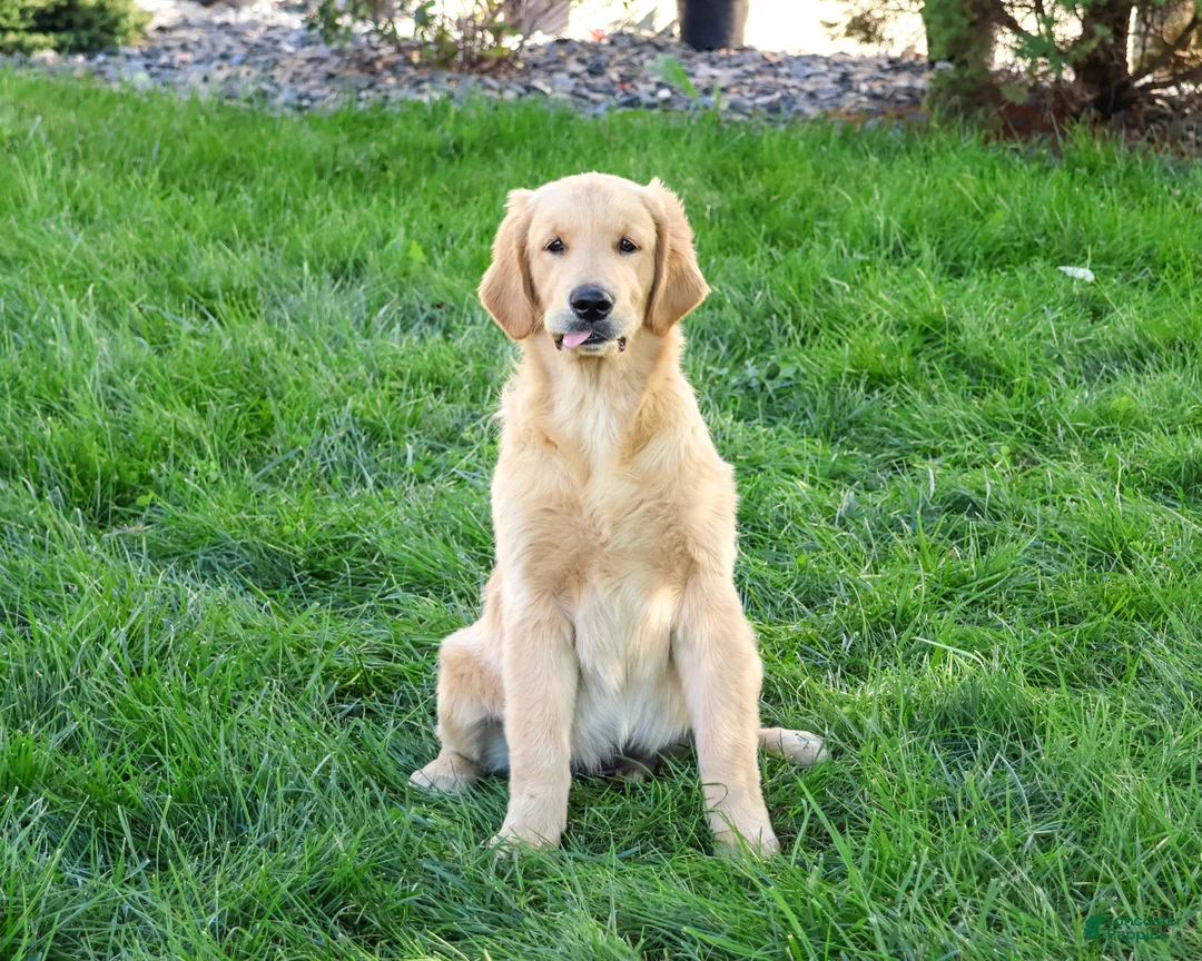 Golden Retriever dogs for sale: Georgie - Ad 1