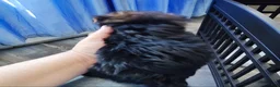 Shorkie dogs for sale: Shorkie Puppy 1 - Ad 2