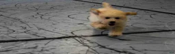 Maltipoo dogs for sale: Franklin 🐶 - Ad 5
