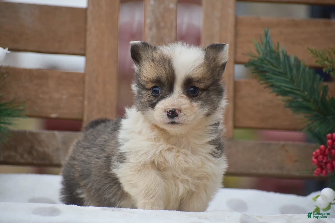 Welsh Corgi Pembroke dogs for sale: Moonbeam - Ad 6