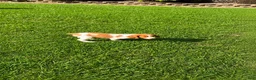 Brittany Spaniel dogs for sale: Jackson - Ad 5