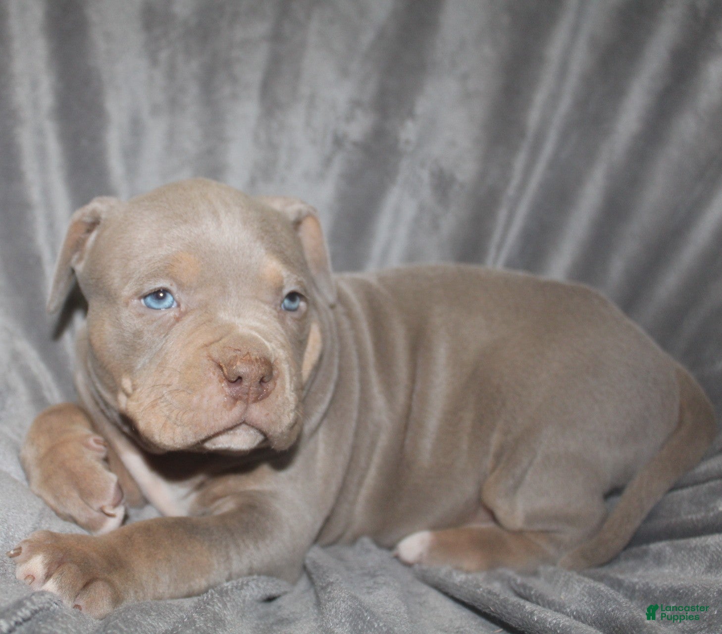 American Bully dogs Lykin - Ad 2
