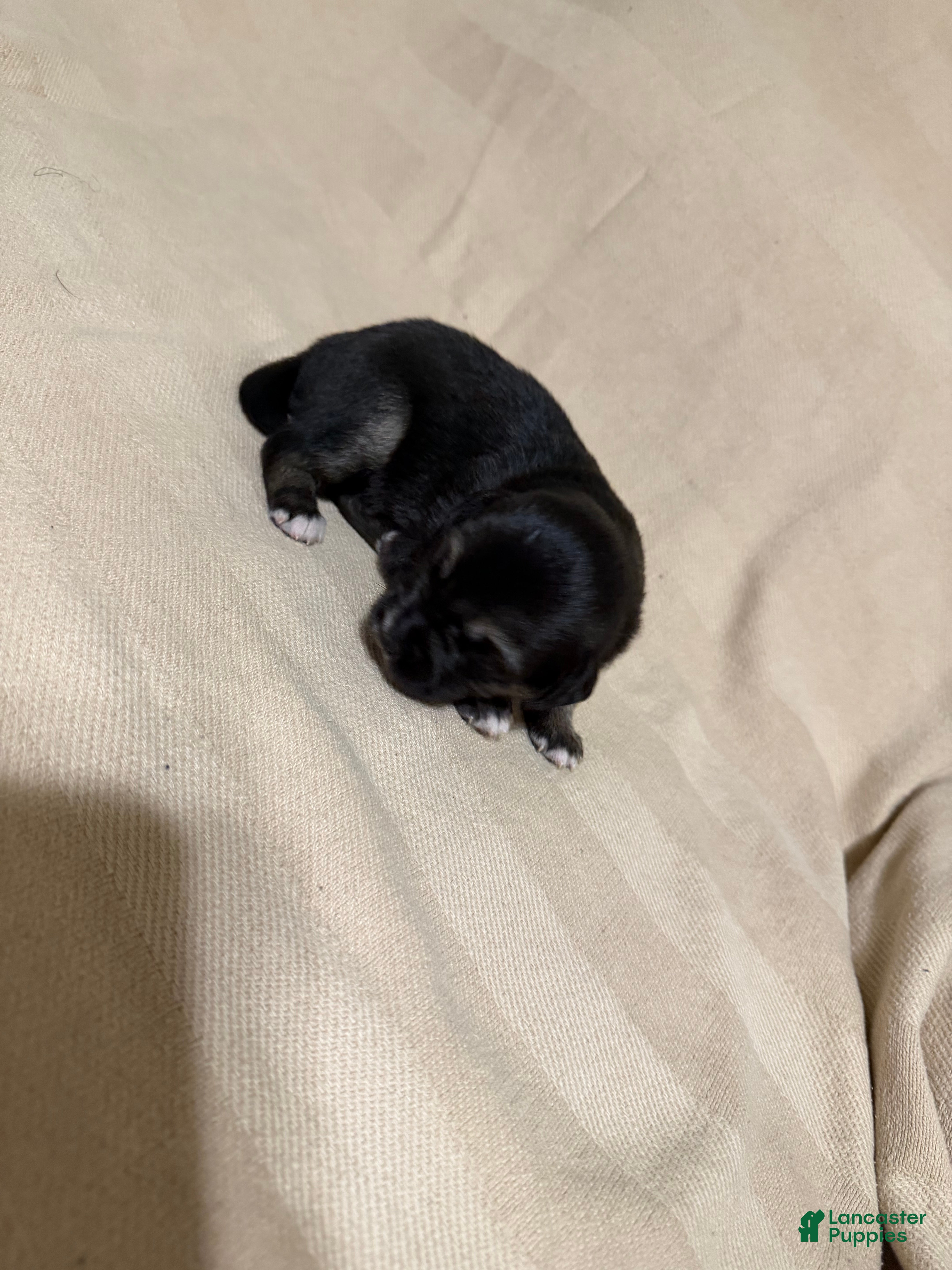 Mixed Breed dogs Minnie - Ad 12