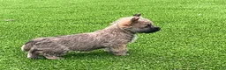 Cairn Terrier dogs for sale: Duke - Ad 3