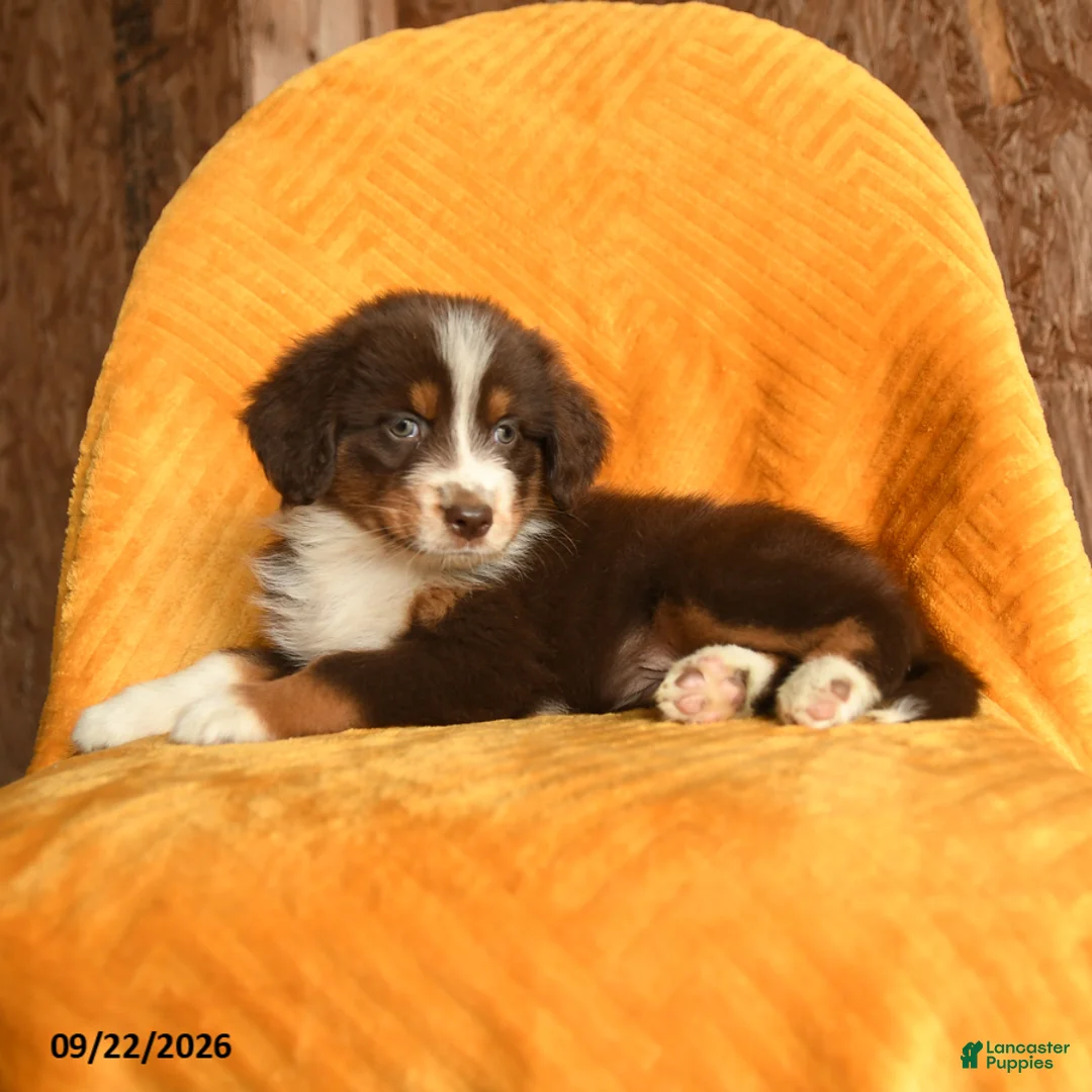 Mixed Breed dogs for sale: Lou - Ad 3