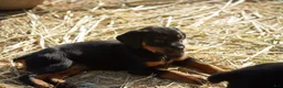 Rottweiler dogs for sale: Rottweiler F3 - Ad 28