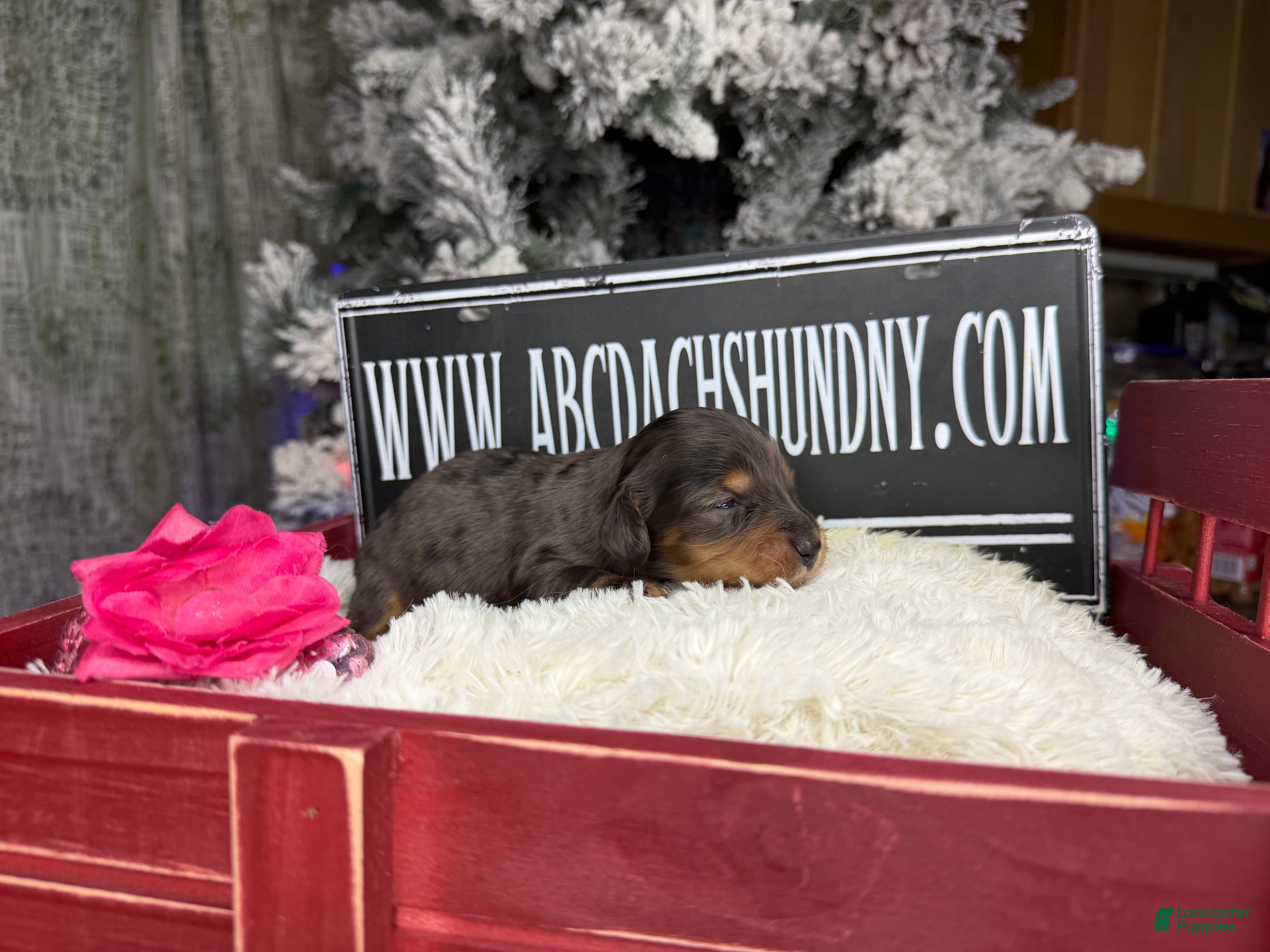 Miniature Dachshund dogs Black and tan/cr dapple - Ad 30