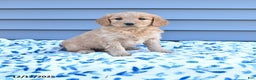 Goldendoodle dogs for sale: Bella   - Ad 1
