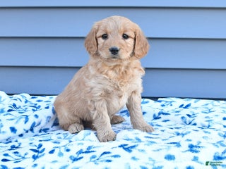 Goldendoodle dogs Bella - Ad 8
