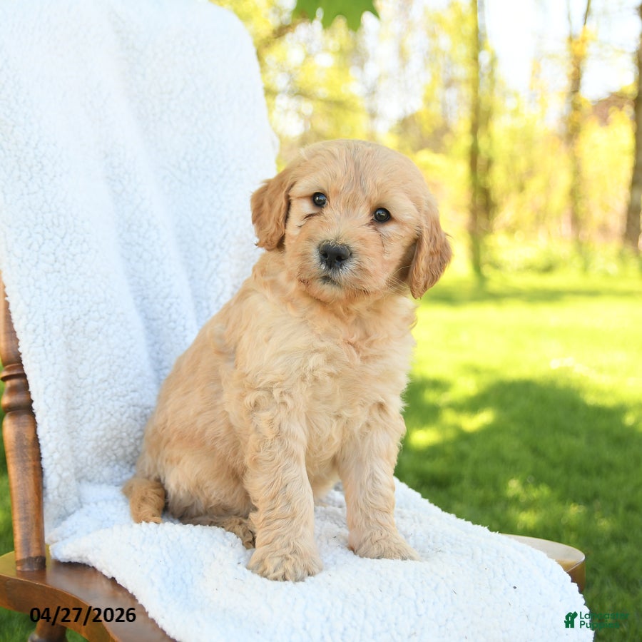 Goldendoodle dogs Cookie - Ad 1