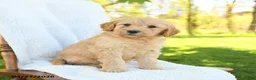 Goldendoodle dogs for sale: Cookie - Ad 1