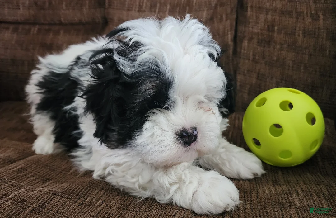 Shihpoo dogs for sale: IAN - Ad 7