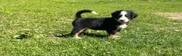 Bernese Mountain Dog dogs for sale: Berner bunch - Ad 5