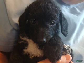 Jackapoo dogs - Ad 1