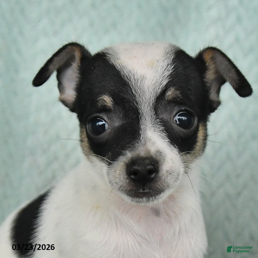 Chihuahua dogs Eli  - Ad 2