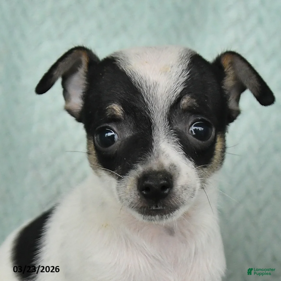 Chihuahua dogs for sale: Eli  - Ad 2