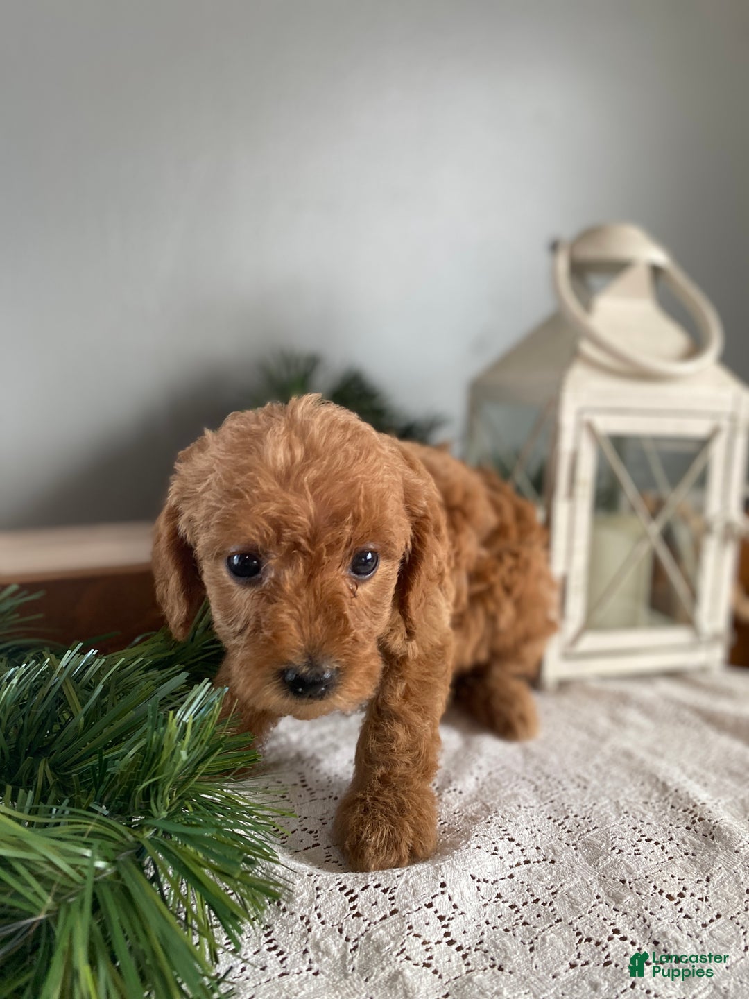 Mixed Breed dogs for sale: Holly  - Ad 4