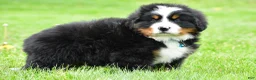 Bernese Mountain Dog dogs for sale: Rexton - Ad 10