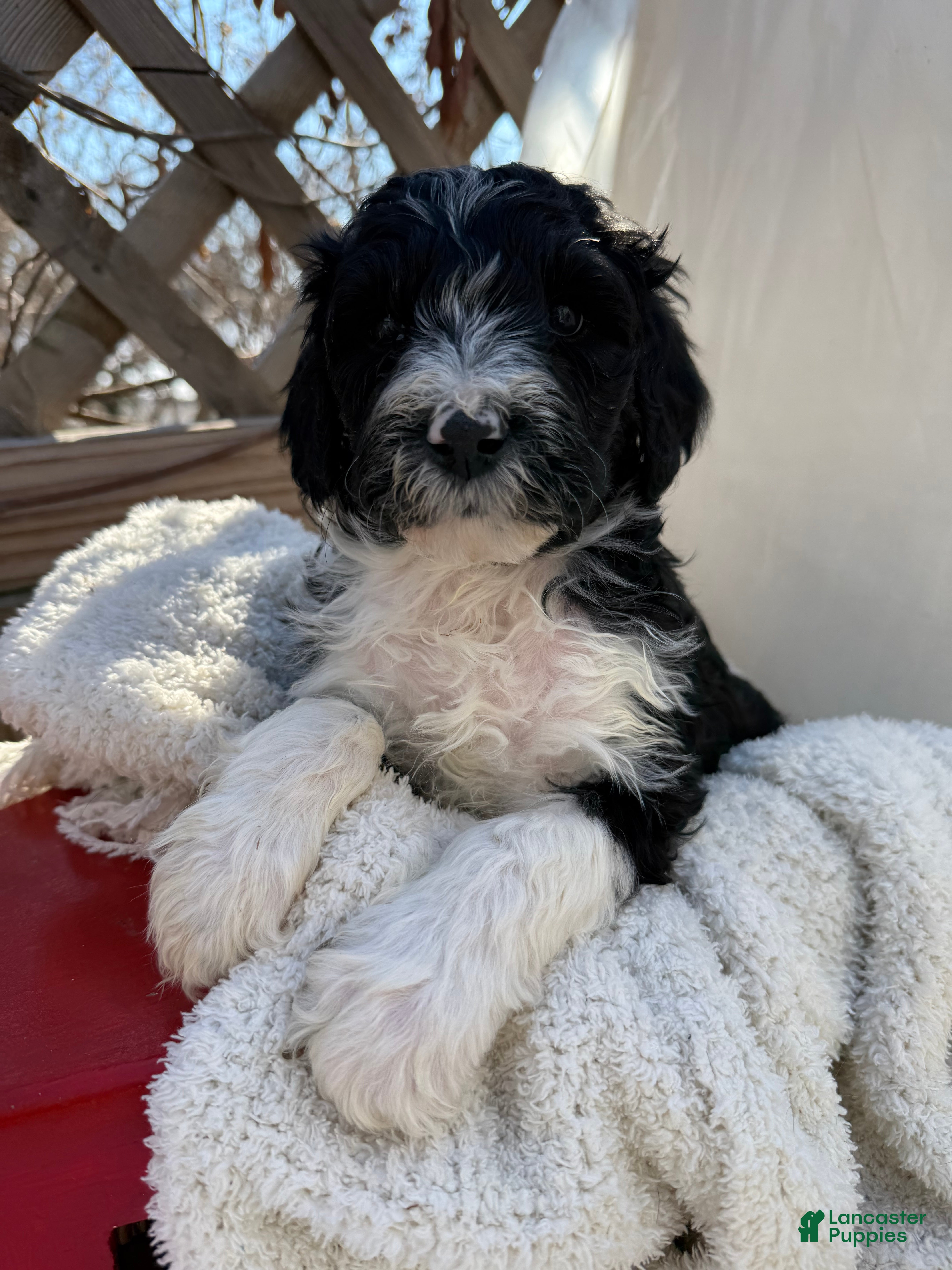 Mixed Breed dogs Diamont - Ad 30